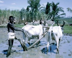 1968 Farmer Vedichipalayam India.jpg